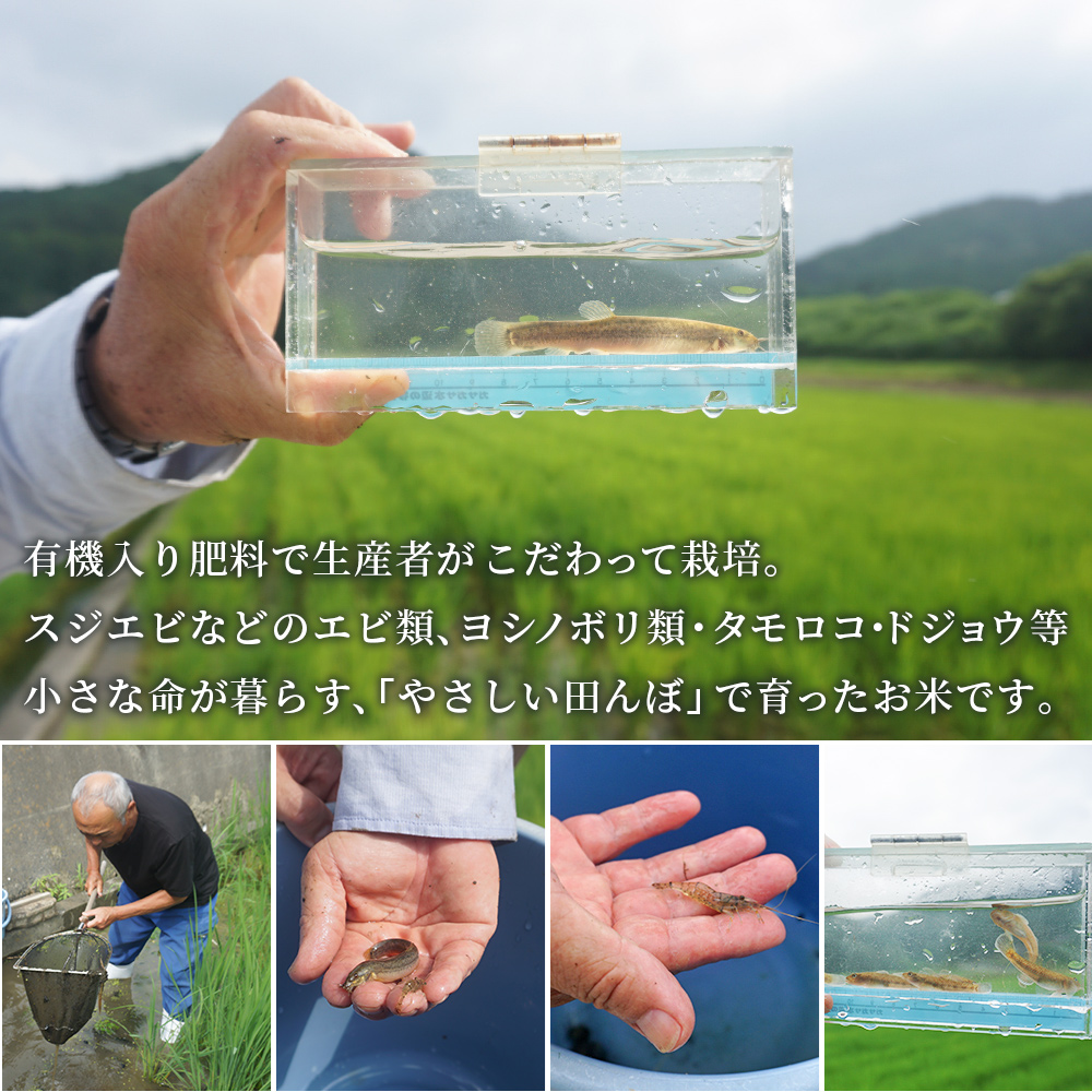 ＜【3回定期便】令和7年産 コシヒカリ 約10kg 西予市宇和町産＞ 白米 精米 楠さんの一等米相当 選べる こしひかり お米 コメ こめ ご飯 ごはん 早く届く スピード発送 愛媛県 西予市
