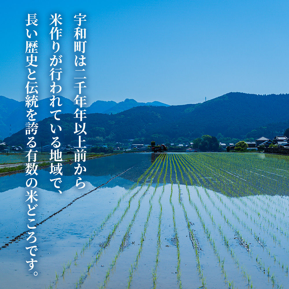 ＜令和7年産 愛媛県西予市産 コシヒカリ 10kg＞ お米 コメ こめ 白米 精米 ご飯 新鮮 10キロ 国産 愛媛県産 宇和町産 こしひかり 特産品 もとき農園 愛媛県 西予市