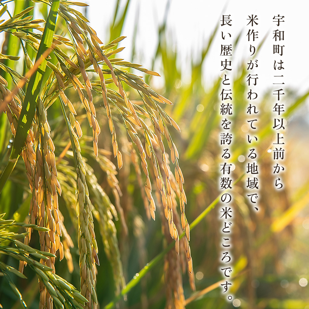 ＜愛媛県西予市産 コシヒカリ 10kg＞国産 愛媛県産 宇和町産 宇和米 こしひかり お米 米 コメ こめ 白米 精米 ご飯 新鮮 特産品 大塚農園 愛媛県 西予市