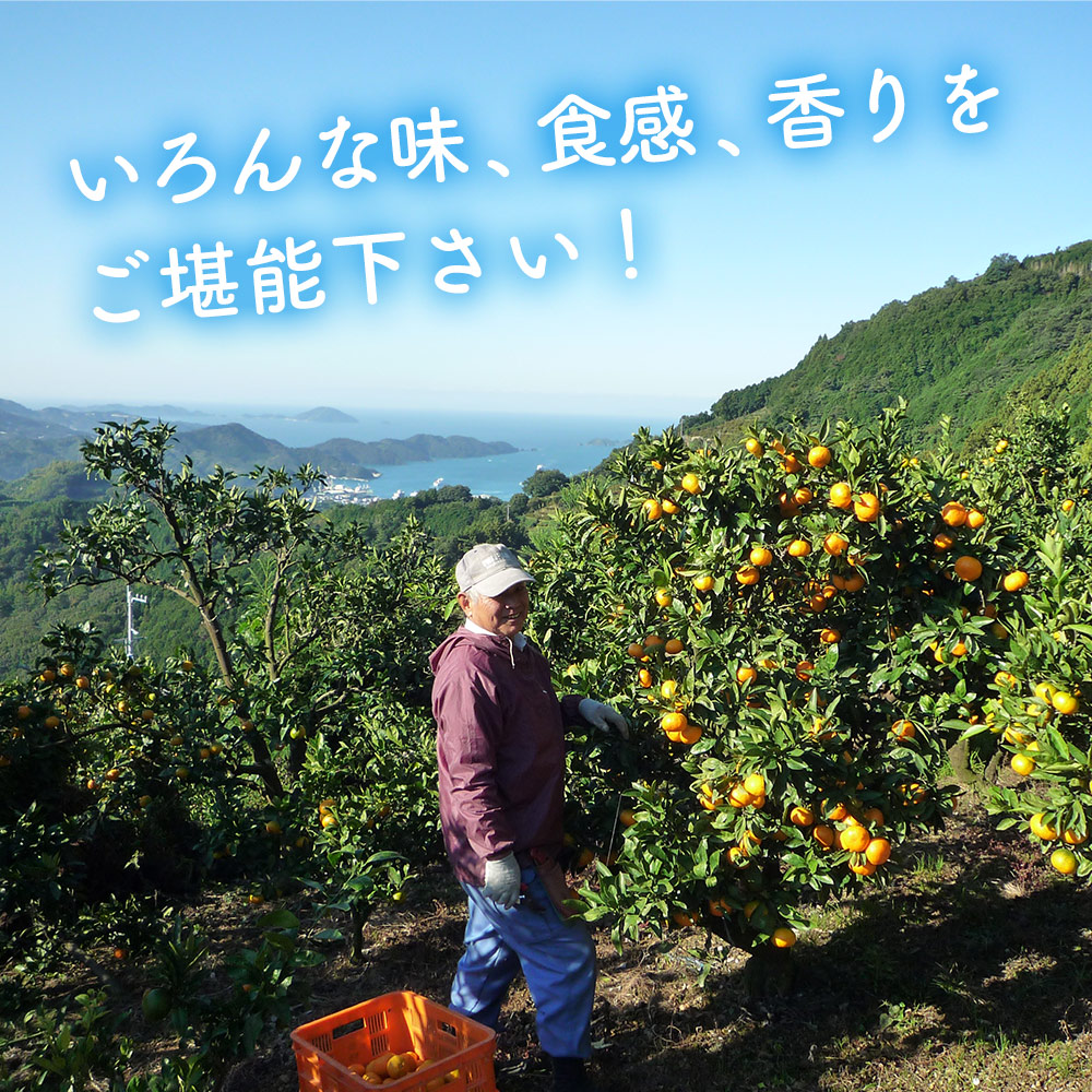 ＜ 4月発送！旬の柑橘 詰め合わせセット 3種×各2kg（清見・ニューサマー小夏・ブラッドオレンジ）＞ 果物 フルーツ みかん ミカン 蜜柑 柑橘 オレンジ 特産品 宇都宮物産 愛媛県 西予市