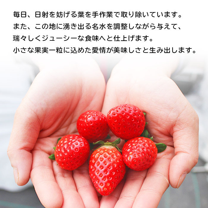＜いちご 至高の紅い雫 500g(250g×2パック)＞ 果物 苺 イチゴ フルーツ 愛媛県 西予市
