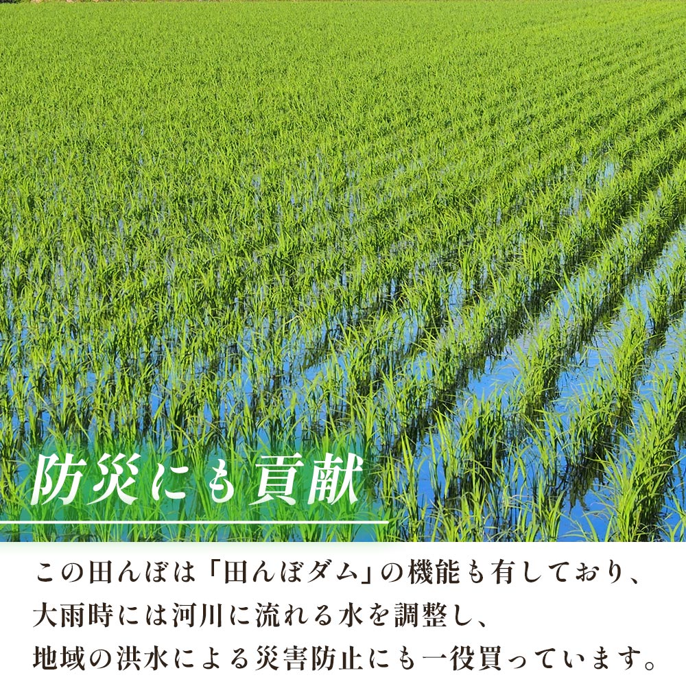＜令和7年産 愛媛県西予市産 コシヒカリ 田んぼダム米 10kg＞ 10キロ こしひかり 西予応援米 宇和米 お米 コメ こめ 白米 精米 米 国産 愛媛県産 宇和町産 和みファーム 愛媛県 西予市