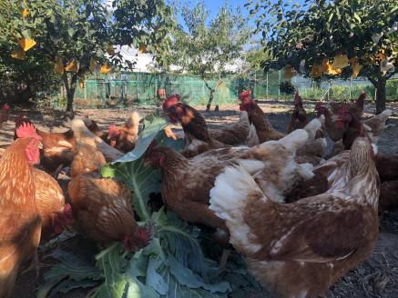 奥伊予城川の味 特製サトチカプリン（6個セット）