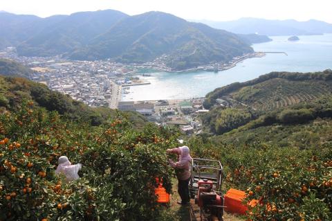 【訳あり】黒田農園直送　西宇和産温州みかん　10㎏(南柑20号、サイズ不揃い)