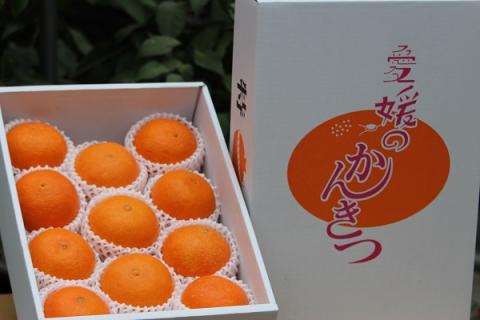 宇和のマドンナ　2L～3L寸（数量限定）