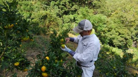 安樹屋　愛媛県明浜産　極早生みかん　10kg（家庭用）