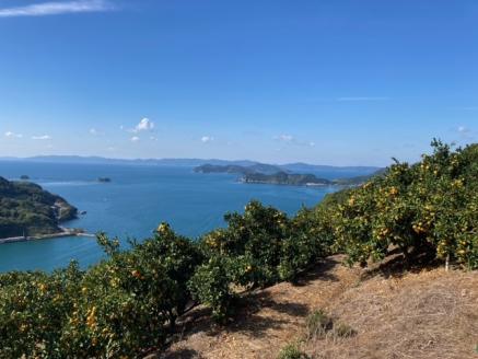 でん助農園の温州みかんリレー　訳あり　３回定期便（極早生・早生・中生）