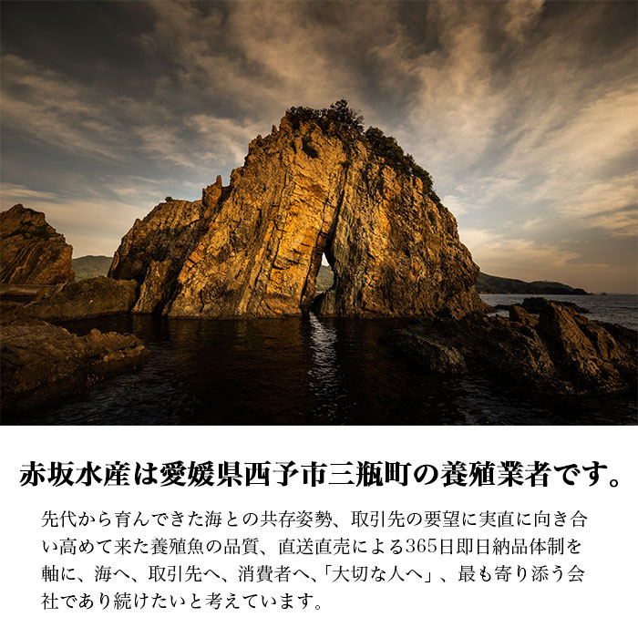 津本式究極の血抜き×白寿真鯛 セミドレス １尾（約1.5kg）