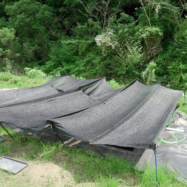 コウヤノマンネングサ [Climacium japonicum] 人工栽培品種 3本