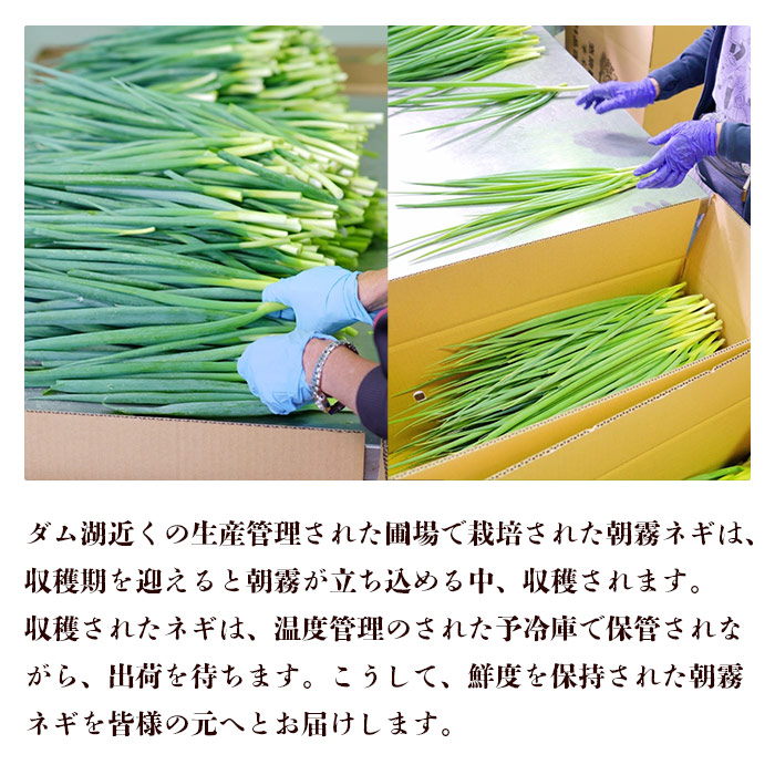 ＜愛媛県西予市産 朝霧ネギ 約2kg（80g入り×25袋）＞ 根無し 西予市産 愛媛県産 国産 野菜 やさい 青葱 青ネギ 青ねぎ 葉ネギ 葱 ねぎ 特産品 株式会社ノムランド 愛媛県 西予市