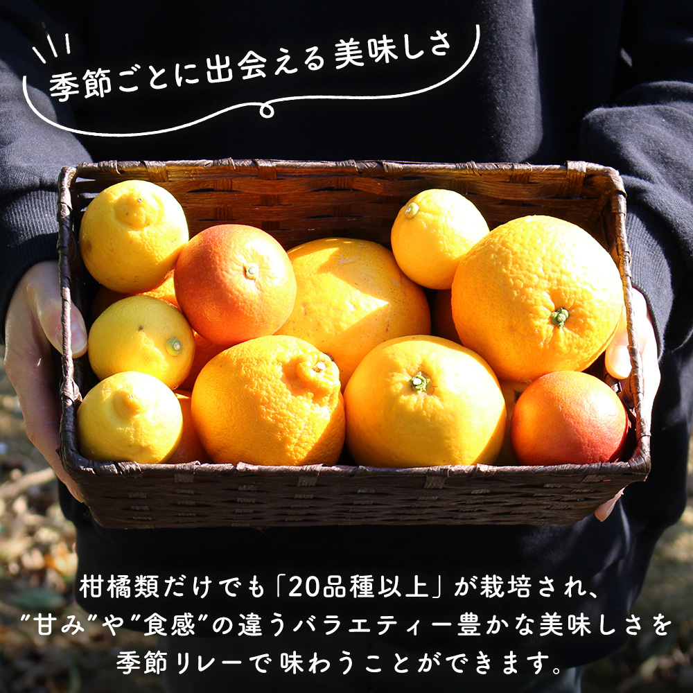 ＜マーマレード・ジャム 3種セット＞ 国産 愛媛県産 西宇和 マーマレード ジャム セット 3個 産地直送 季節のジャム みかん ミカン 果物 フルーツ 柑橘 オレンジ 蜜柑 手作り 果実 手作りジャム 小林果園 愛媛県 西予市