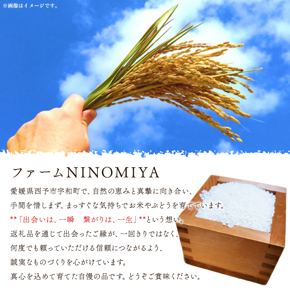 ＜にじのきらめき 約10kg＞ 10キロ ニジノキラメキ 米 お米 コメ こめ 白米 精米 やや大粒 ご飯 ライス 穀物 特産品 愛媛県産 西予市産 宇和町産 ファームNINOMIYA 愛媛県 西予市