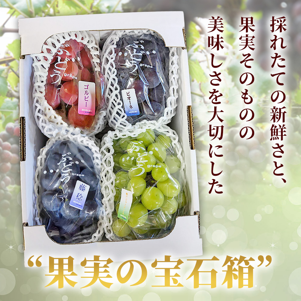 ＜西予の極上ぶどう四彩セット 約2kg＞ 果物 くだもの フルーツ ぶどう 葡萄 ブドウ 4種 詰め合わせ 食べ比べ 藤稔 瀬戸ジャイアンツ ゴルビー ピオーネ 紫玉 特産品 ファームNINOMIYA 愛媛県 西予市