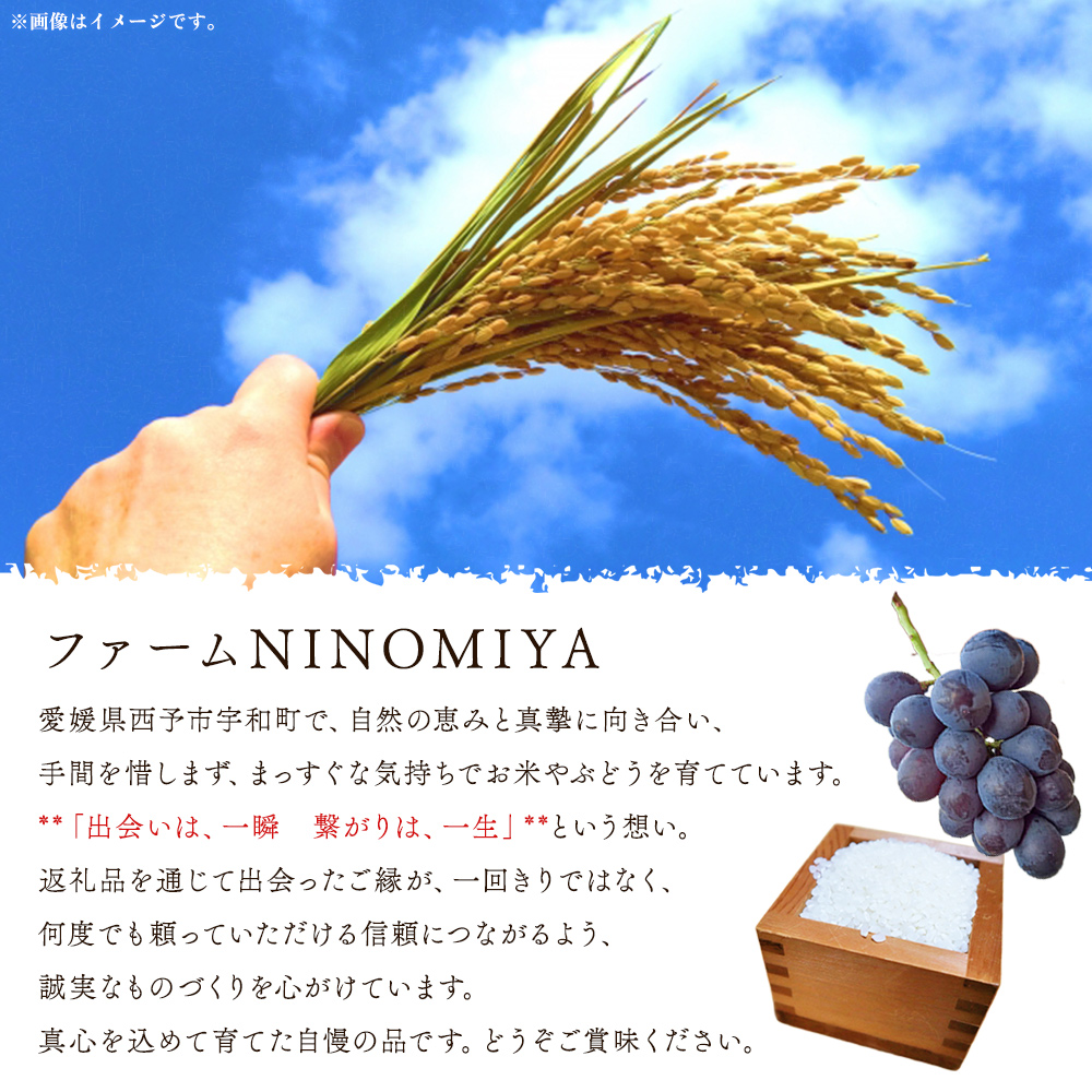 ＜シャインマスカット 約2kg＞ 果物 くだもの フルーツ ぶどう 葡萄 ブドウ シャインマスカット しゃいんますかっと 4～5房 大粒 糖度 極上 種なし 甘い 皮ごと 特産品 ファームNINOMIYA 愛媛県 西予市