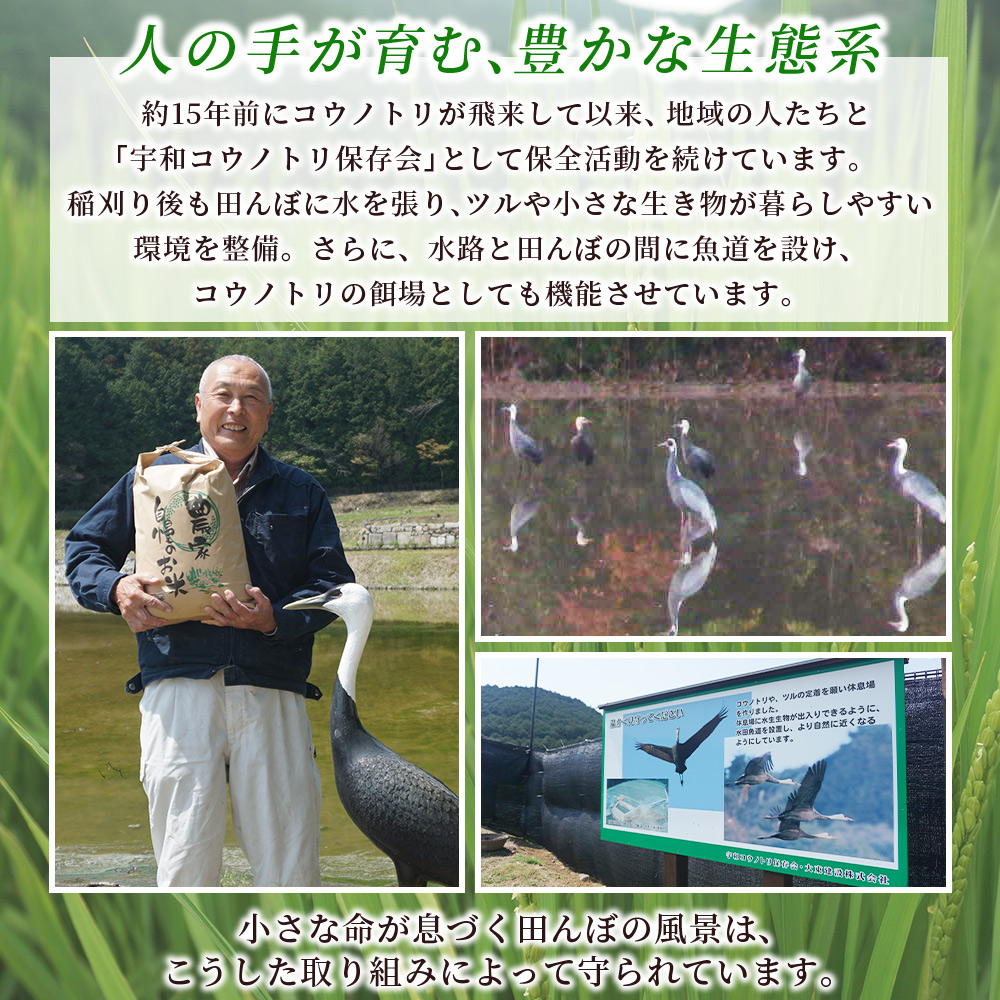 ＜【3回定期便】令和7年産 コシヒカリ 約5kg 西予市宇和町産＞ 白米 精米 楠さんの一等米相当 選べる こしひかり お米 コメ こめ ご飯 ごはん 早く届く スピード発送 愛媛県 西予市