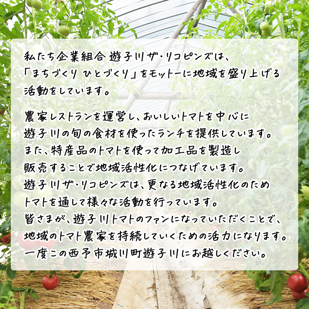 ＜桃太郎トマトの収穫体験（食堂ゆすかわのランチ付き）＞トマト収穫 体験 収穫 利用券 チケット 1名 1人 ランチ付き 桃太郎トマト トマト 持ち帰り 特産品 遊子川ザ・リコピンズ 愛媛県 西予市