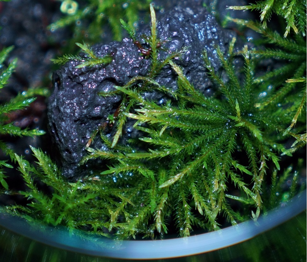 コウヤノマンネングサ [Climacium japonicum] 人工栽培品種 3本