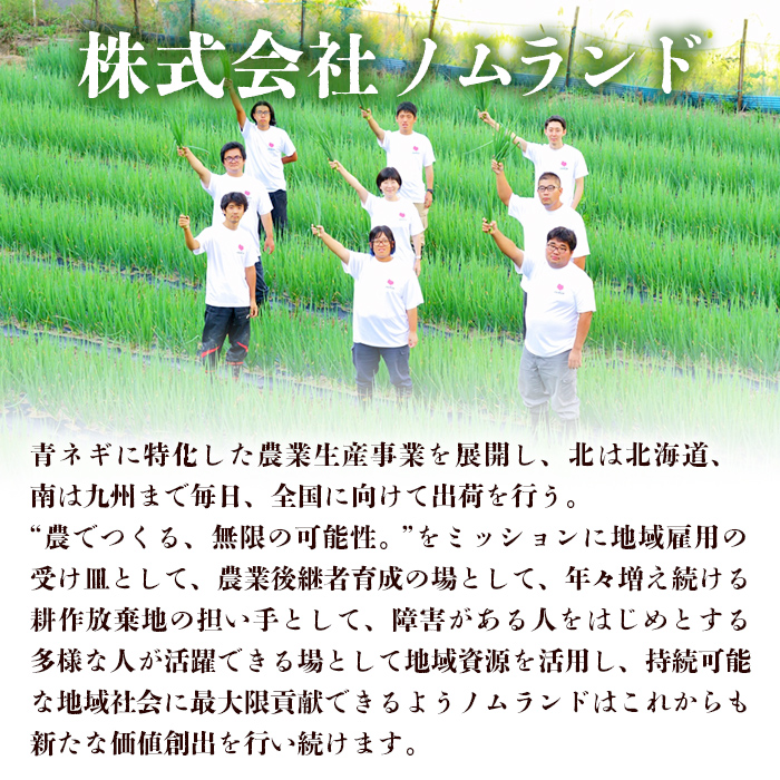 ＜朝霧（あさぎり）コーン 12本＞ 国産 雪の妖精 ホワイトコーン 白い 白 とうもろこし 幻のとうもろこし 生で食べられる 甘い 糖度が高い 朝霧コーン 野菜 株式会社ノムランド 愛媛県 西予市
