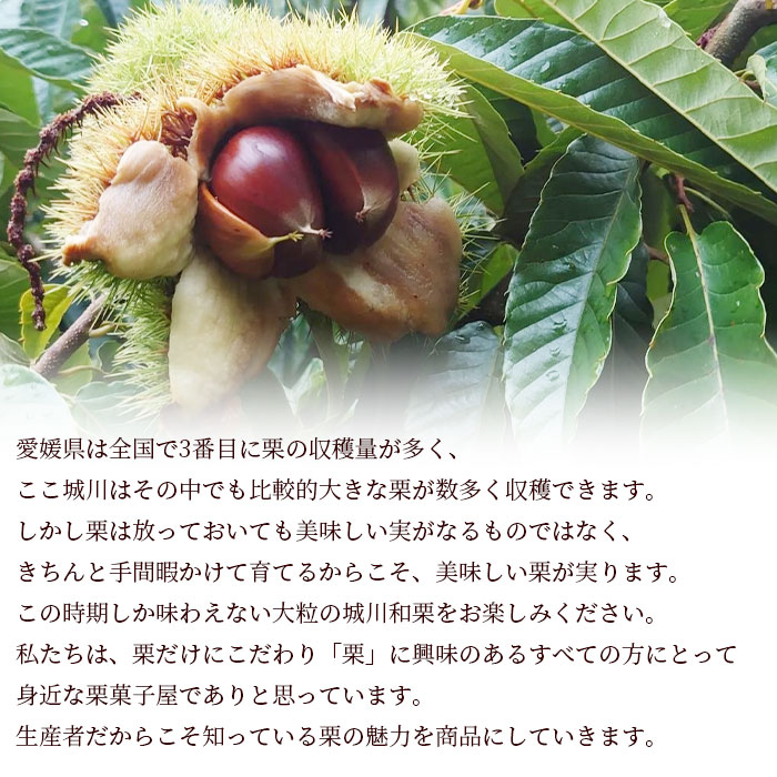 ＜西予市城川産 大きな生栗 3Lサイズ 約2kg（化粧箱入り）＞ くり 特大 大粒 マロン 焼き栗 栗ご飯 モンブラン 特産品 メニークエスト 愛媛県 西予市