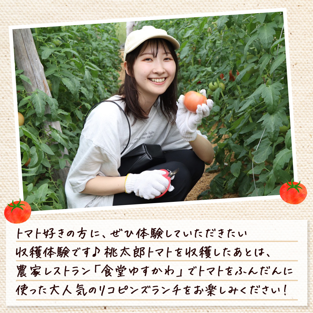 ＜桃太郎トマトの収穫体験（食堂ゆすかわのランチ付き）＞トマト収穫 体験 収穫 利用券 チケット 1名 1人 ランチ付き 桃太郎トマト トマト 持ち帰り 特産品 遊子川ザ・リコピンズ 愛媛県 西予市