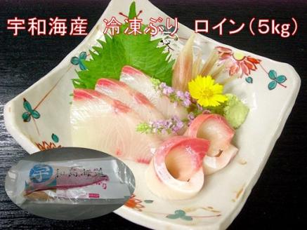 異次元の鮮度！宇和海産「超冷薫」冷凍ぶり ロイン（5kg）