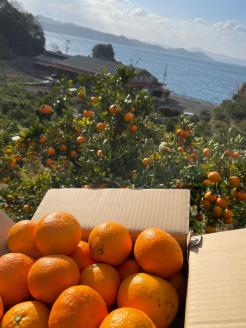 愛媛県西予市明浜産 浜のみかん屋直送 伊予柑（8kg）