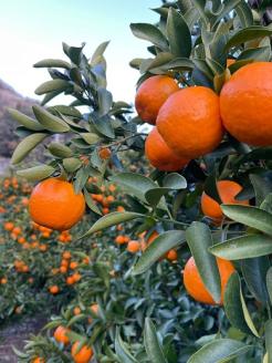 愛媛県西予市明浜産 浜のみかん屋直送 ポンカン（５kg）