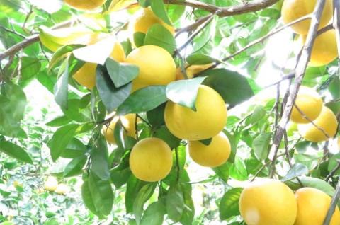 黒田農園直送　西宇和産河内晩柑　8kg(サイズ不揃い）