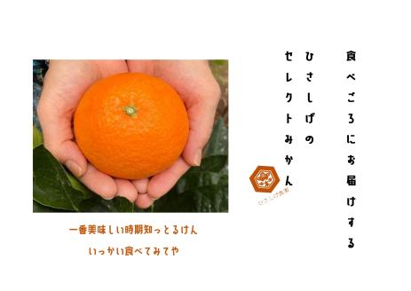 ひさしげ農園　西宇和産セレクトみかんセット