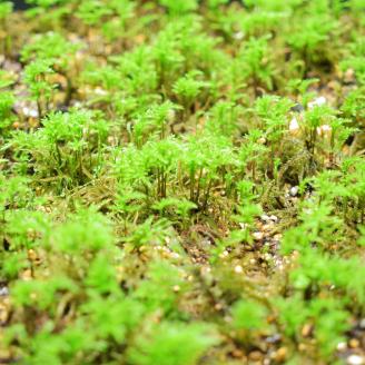 コウヤノマンネングサ [Climacium japonicum] 人工栽培品種 5本