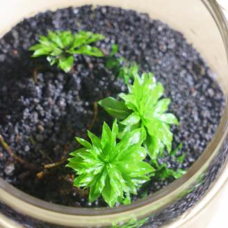 「めでる」シリーズ：苔テラリウム制作キット オオカサゴケ 5本パック