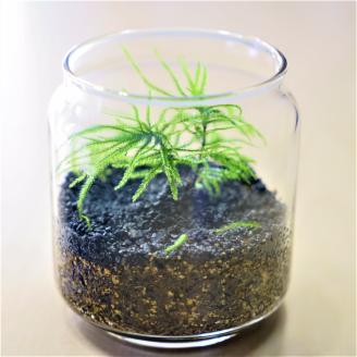 「めでる」シリーズ：苔テラリウム制作キット コウヤノマンネングサ 3本パック
