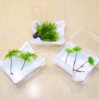 コウヤノマンネングサ・オオカサゴケ・ヒノキゴケの苔テラリウム用3種パック 人工栽培最高品質