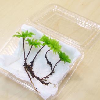 オオカサゴケ [Rhodobryum giganteum] 苔テラリウム用人工栽培品種 5本パック