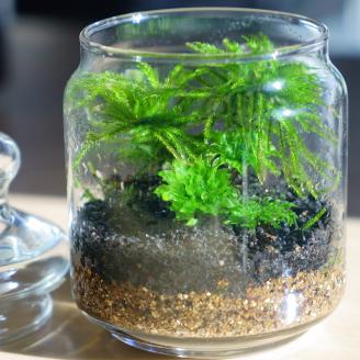 「めでる」シリーズ：苔テラリウム制作キット オオカサゴケ&コウヤノマンネングサ 混合パック