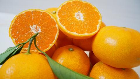 いのうえ農園直送西宇和産温州みかん（宮川早生） 5kg