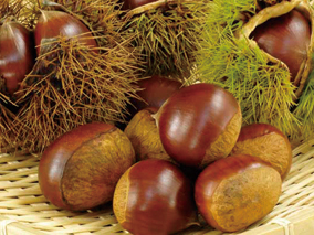 ＜栗 約２kg（2Lまたは3Lサイズ）愛媛県西予市産＞ クリ くり マロン 秋の味覚 愛媛県 西予市