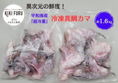 異次元の鮮度！宇和海産『超冷薫』冷凍真鯛カマ