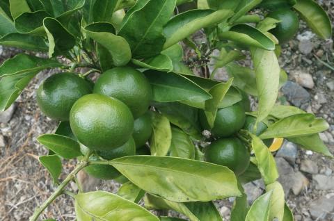 愛媛県西宇和産　でん助みかん（極早生）5kg　ご家庭用