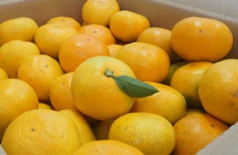 浜風みかん　南柑20号　10kg