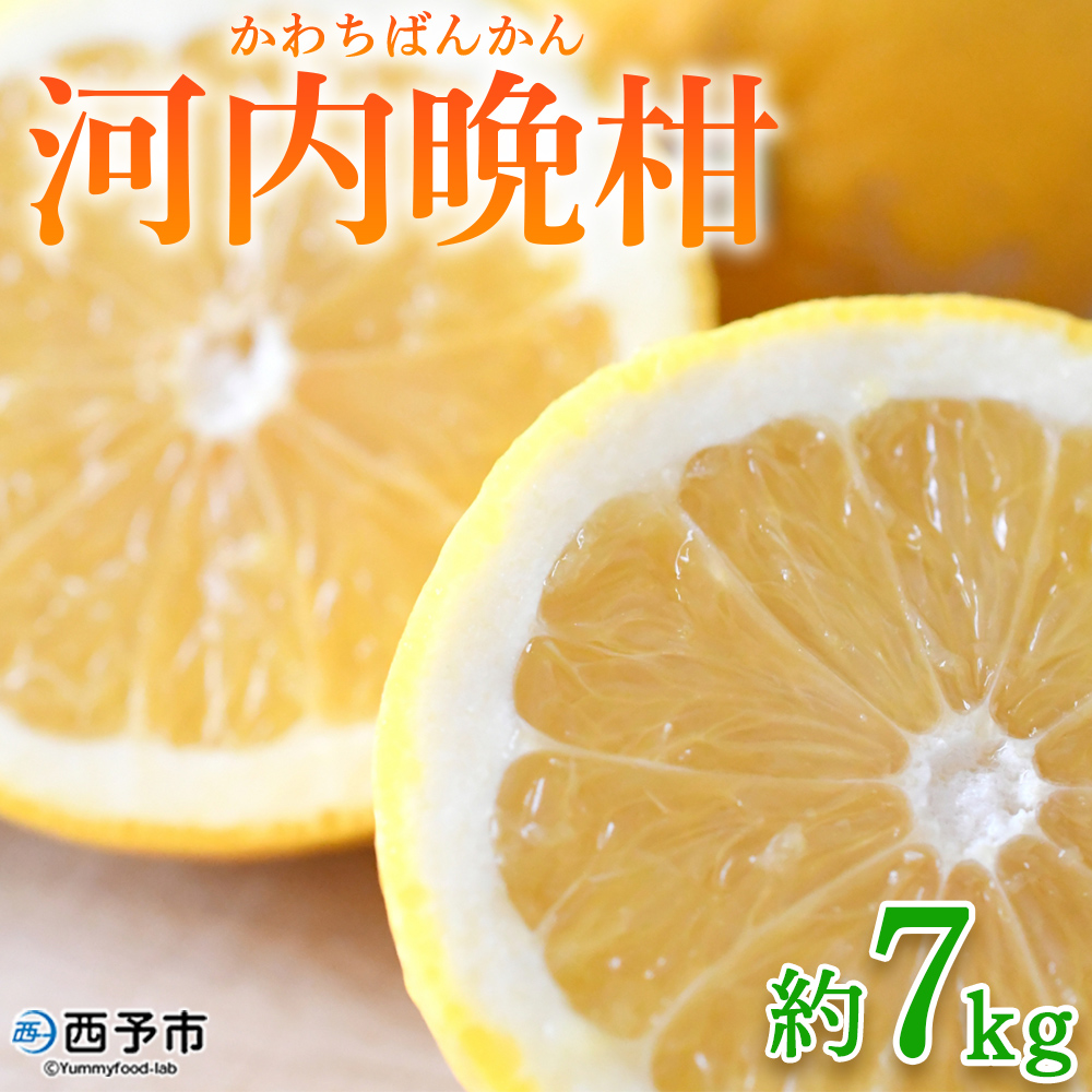 ＜河内晩柑 約7kg＞ 果物 くだもの みかん ミカン 柑橘 フルーツ かわちばんかん カワチバンカン ジューシーフルーツ 愛南ゴールド 御荘柑 国産 特産品 産地直送 段畑みかん株式会社 愛媛県 西予市
