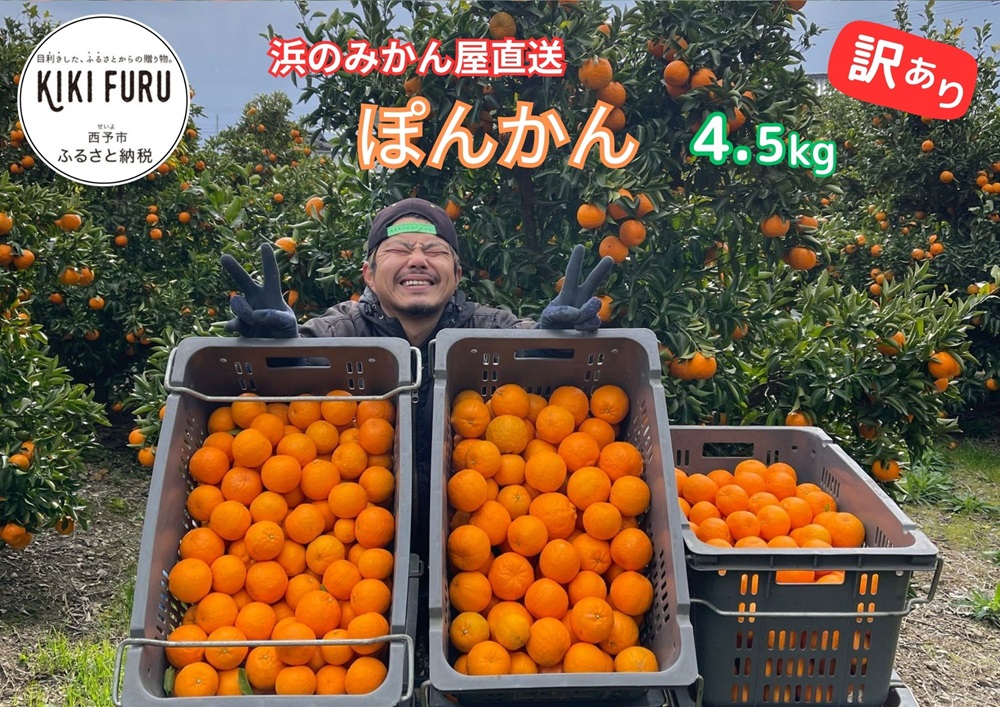 明浜産 浜のみかん屋直送 ポンカン 訳あり（4.5kg）