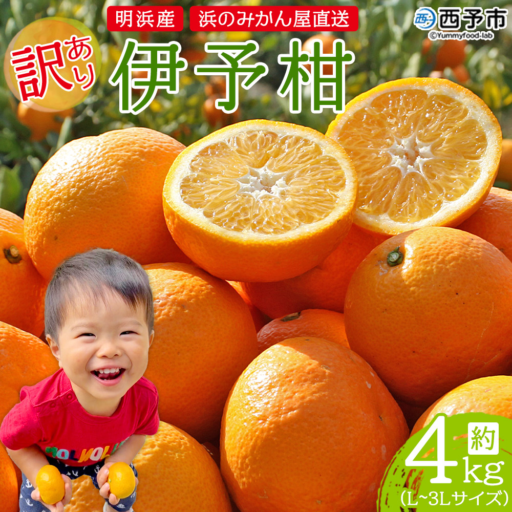 明浜産 浜のみかん屋直送 伊予柑 訳あり（４kg）