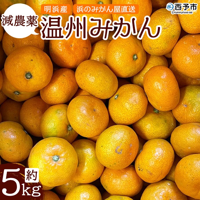 明浜産 浜のみかん屋直送 減農薬温州みかん（5kg）