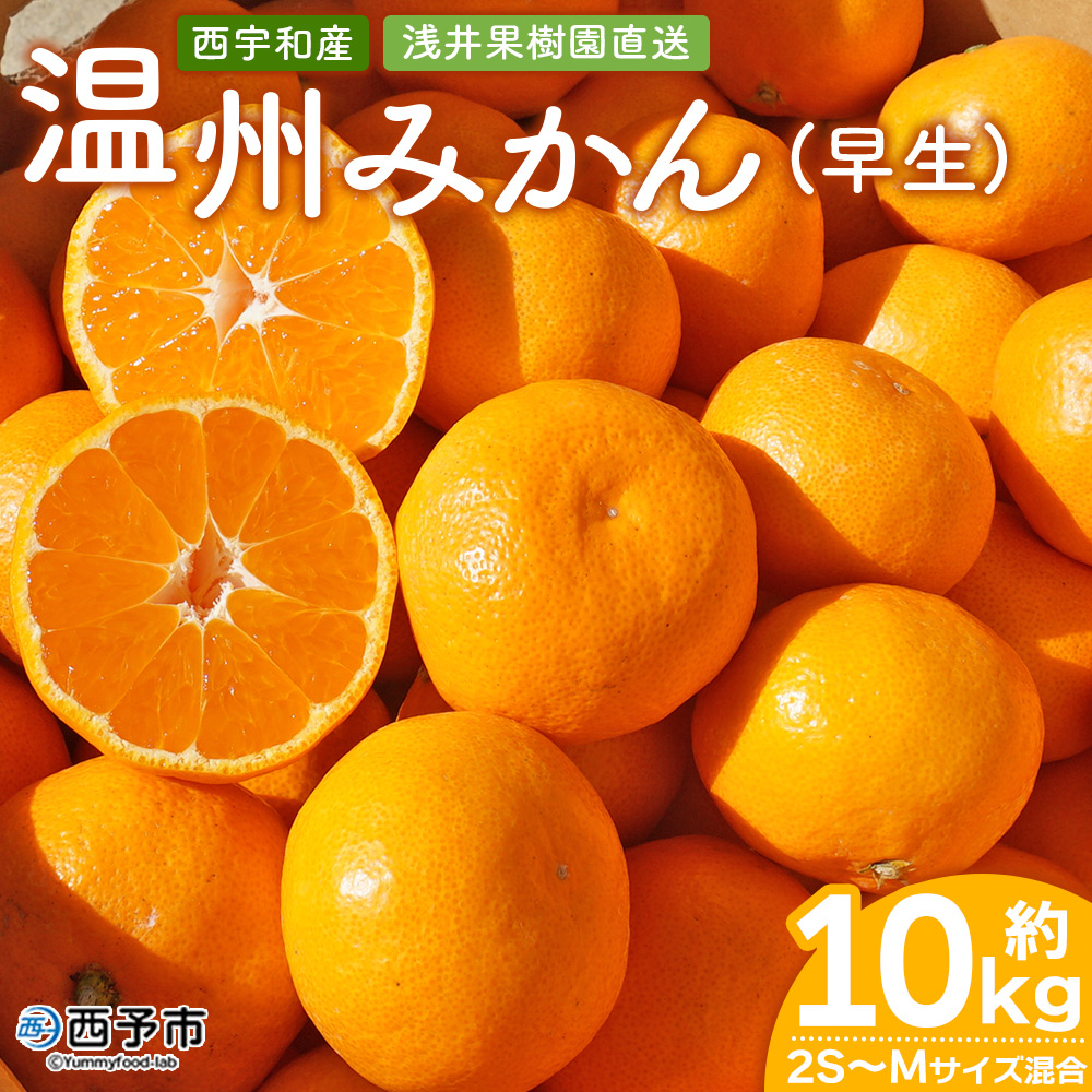 ＜浅井果樹園 温州みかん 約10kg（早生）＞ 柑橘 果物 フルーツ ミカン オレンジ ワセ 西宇和 愛媛県 西予市