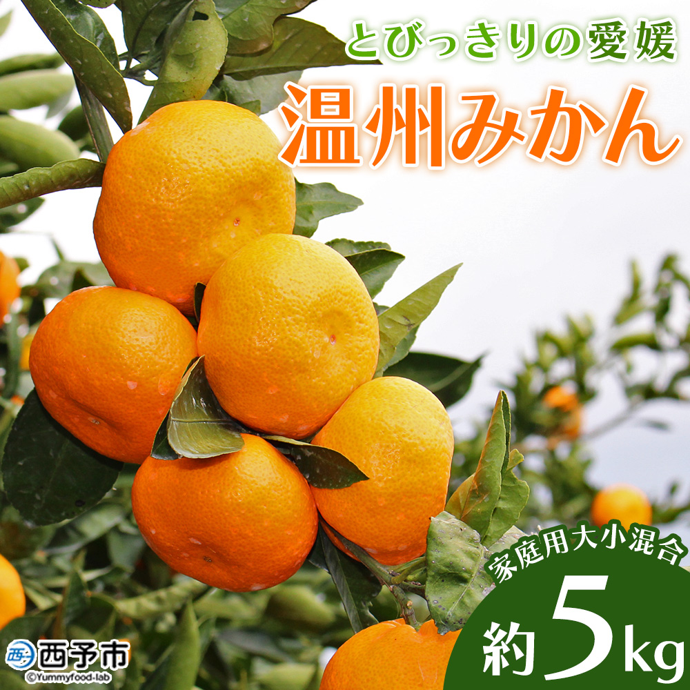 ＜とびっきりの愛媛 温州みかん 約５kg（家庭用大小混合）＞ 訳あり 家庭用 果物 柑橘 フルーツ 西宇和 愛媛県 西予市