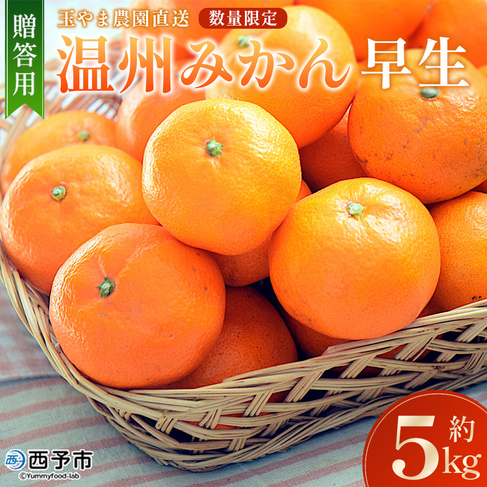 ＜玉やま農園直送 温州みかん（早生）約5kg 贈答用＞ 数量限定 ミカン わせ 柑橘 フルーツ 果物 くだもの ギフト 愛媛県 西予市