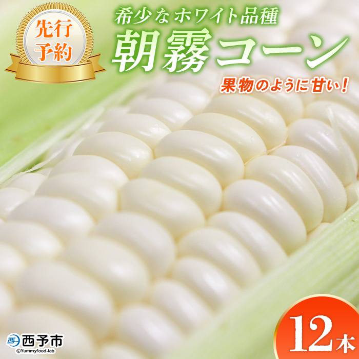 ＜朝霧（あさぎり）コーン 12本＞ 国産 雪の妖精 ホワイトコーン 白い 白 とうもろこし 幻のとうもろこし 生で食べられる 甘い 糖度が高い 朝霧コーン 野菜 株式会社ノムランド 愛媛県 西予市