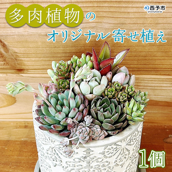 自家生産　多肉植物のオリジナル寄せ植え（約10種類）