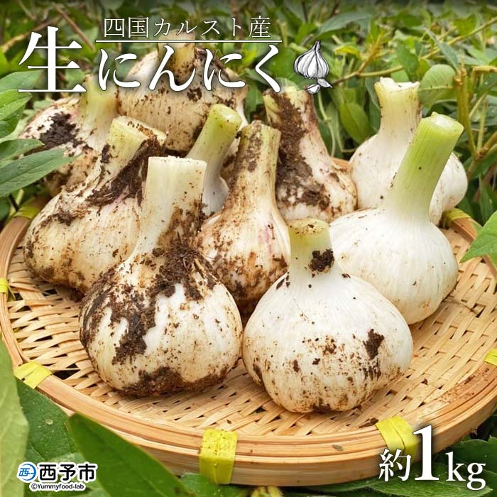 ＜四国カルスト産 生にんにく 約1kg＞ 期間限定 野菜 新鮮 産地直送 福地ホワイト六片種 土付き 掘りたて ニンニク ガーリック 調味料 料理 株式会社祐 愛媛県 西予市
